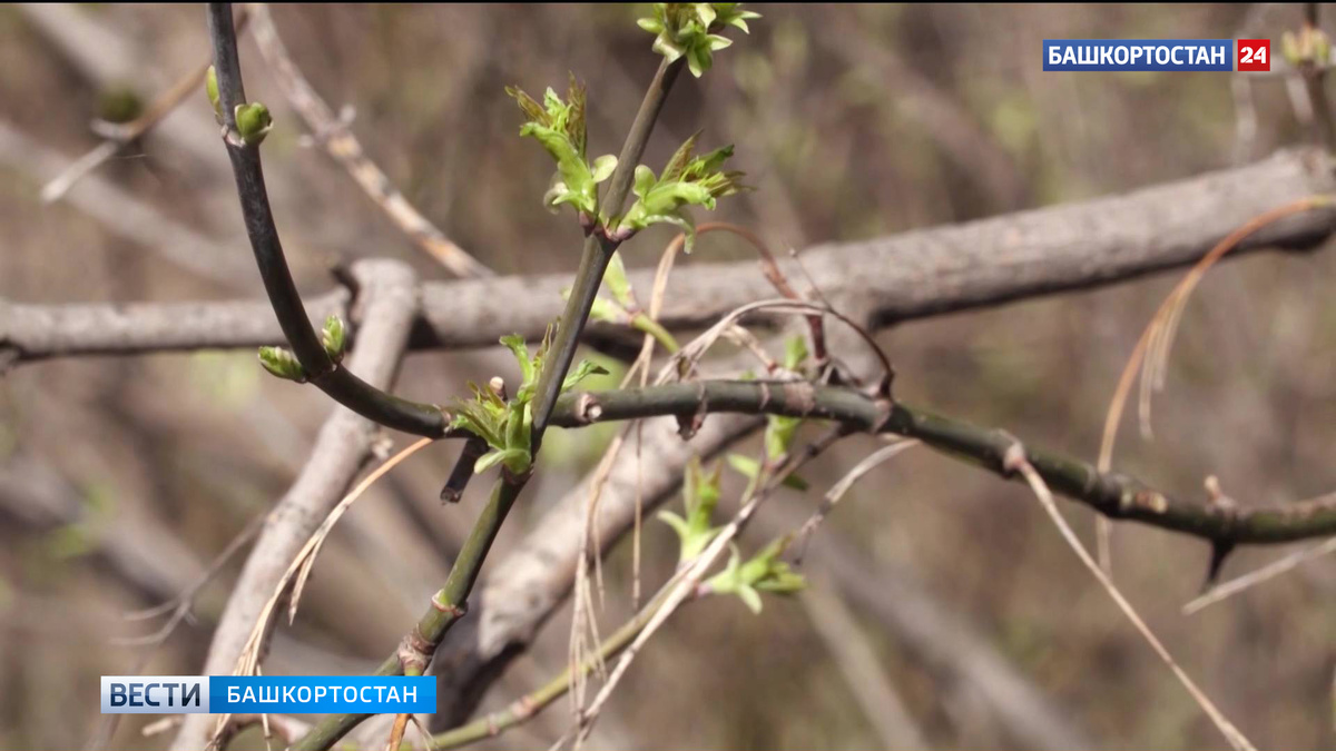    В Башкортостане потеплеет до +21 градуса
