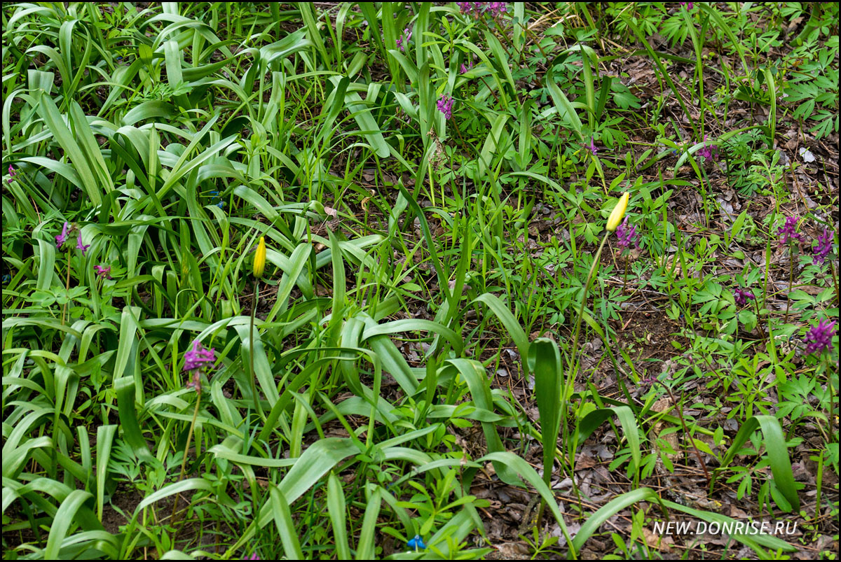 В палисаднике перед домом: хохлатки и тюльпаны Биберштейна (листайте!)