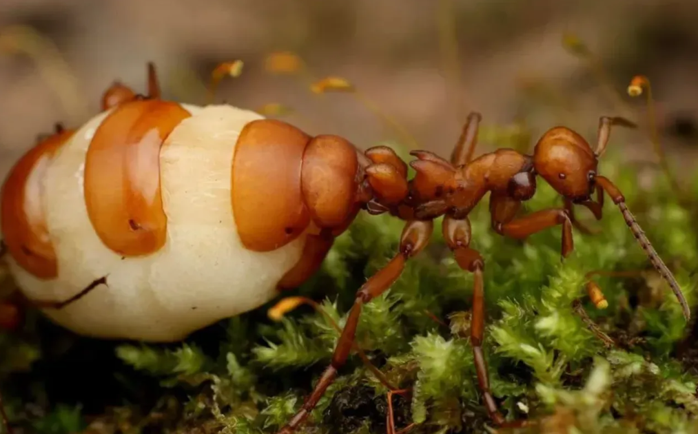 Муравьиная матка