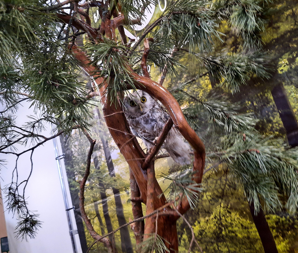 Сычик Нафаня 