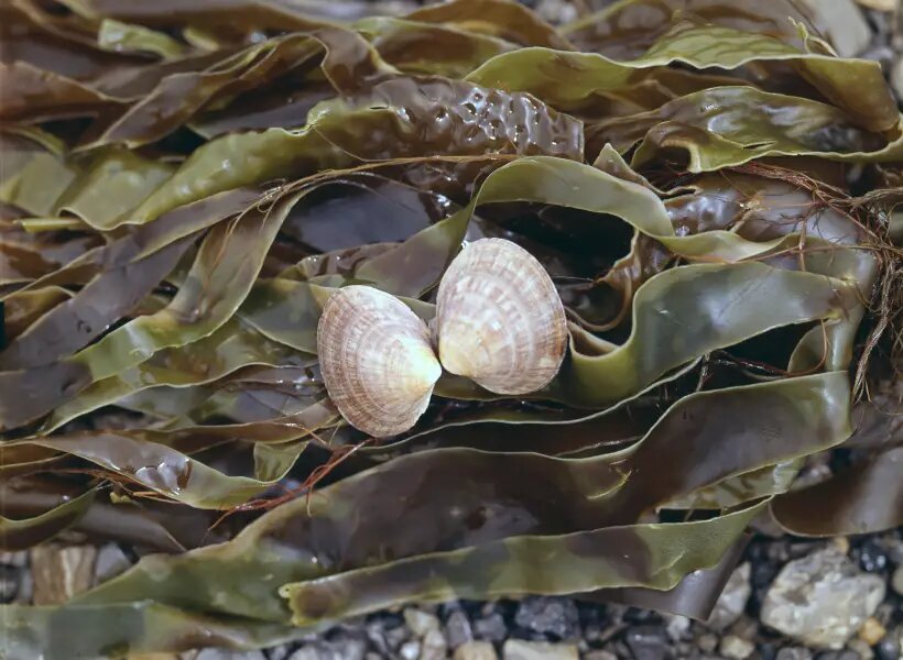     © РИА Новости. Ю. Сивенков