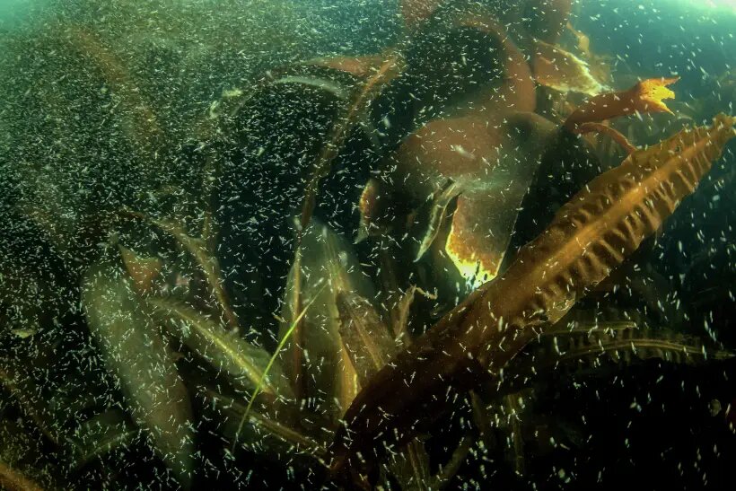  Морской капустой называют бурую морскую водоросль, которая произрастает у побережья Японского, Охотского, Карского и Белого морей, а также Атлантического и Тихого океанов   © РИА Новости. Антон Денисов