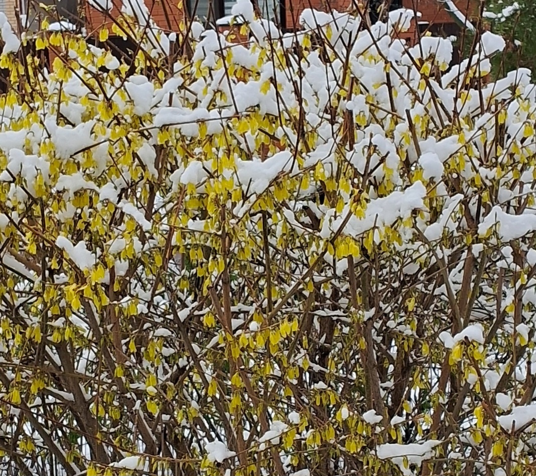 Цветущая форзиция