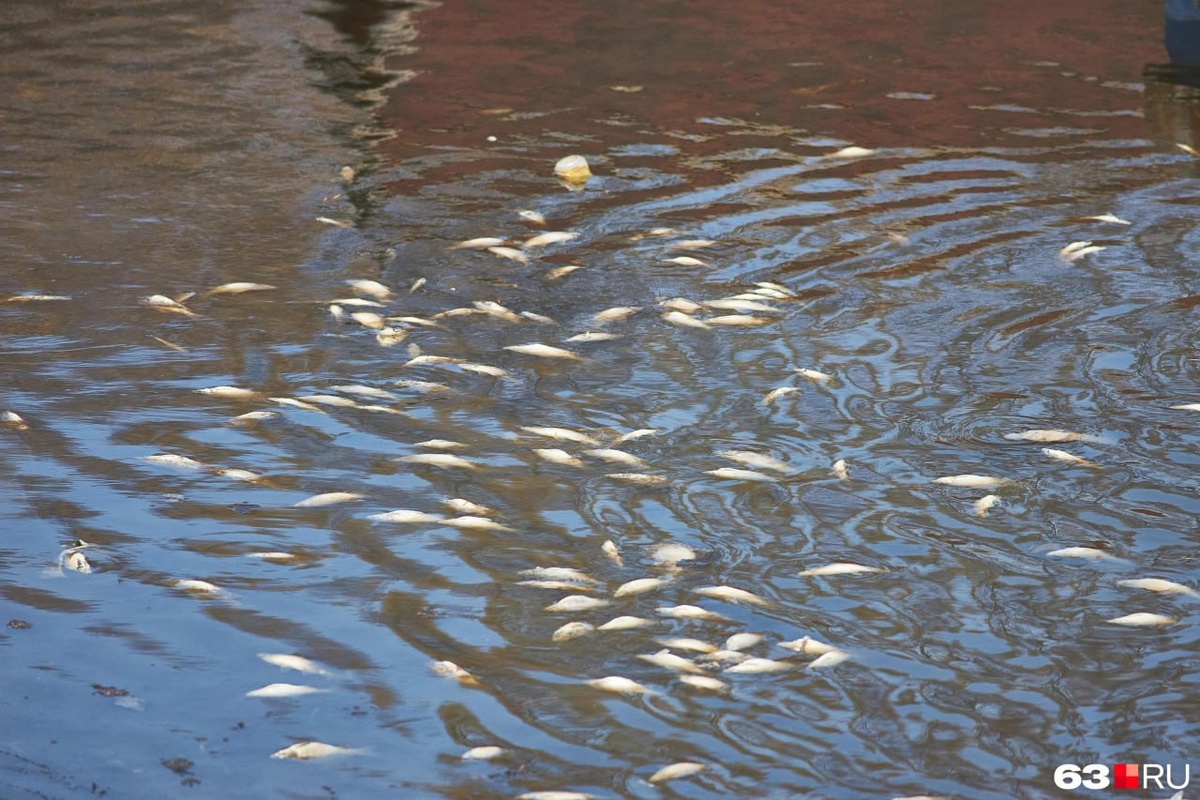    Фото из ТГ-канала ЧП Самара