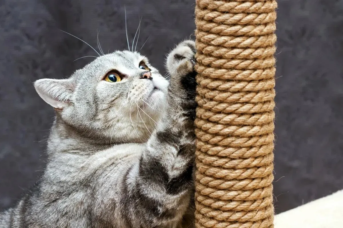 Источник фото: krepcom.ru