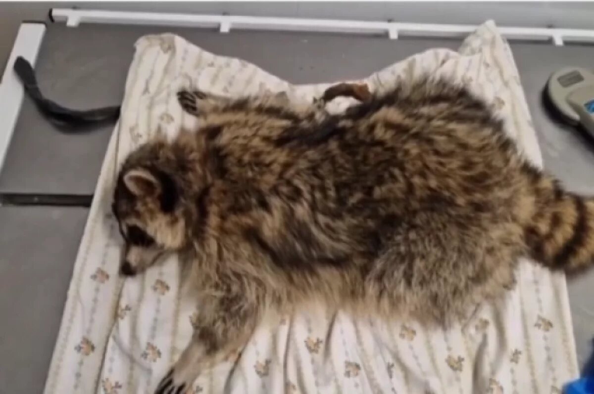    В Челябинской области спасли енота, которого хозяева держали на цепи