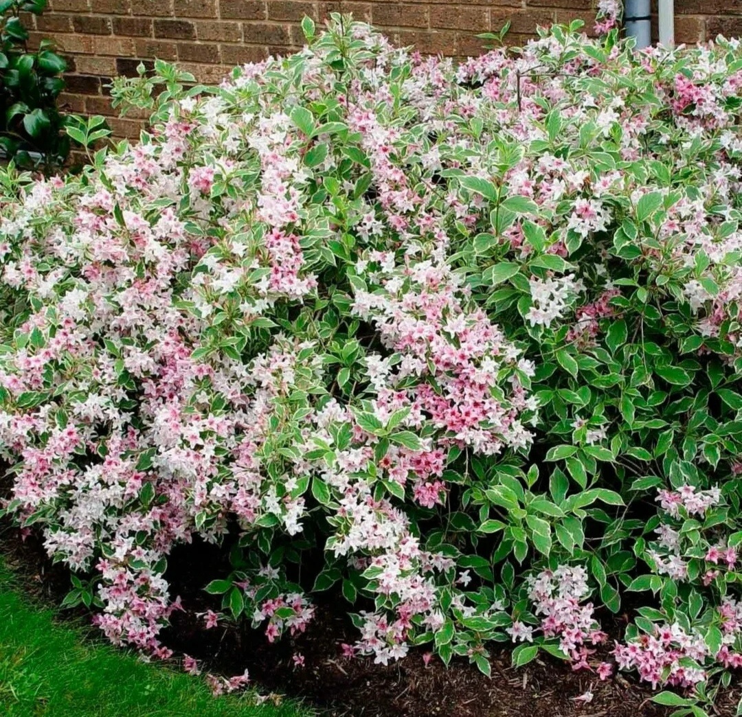 Иллюстрация к теме из общедосиупных источников 