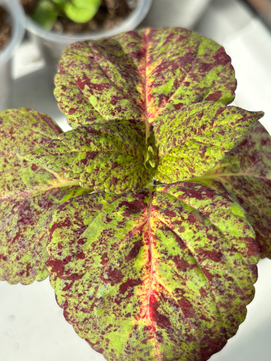 Из серии Визард смесь