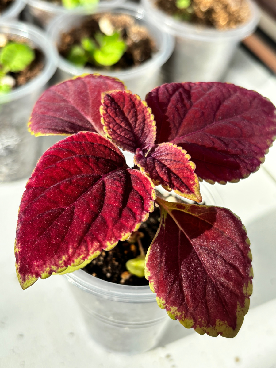 Из серии Визард смесь