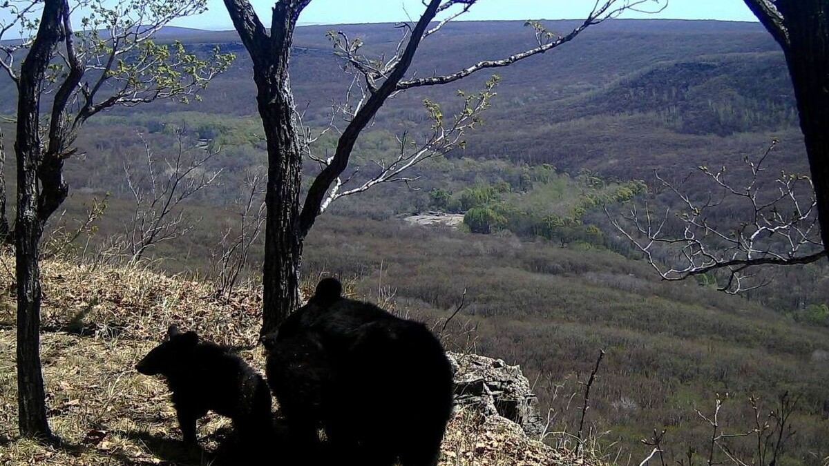     Источник: @amurleo_land