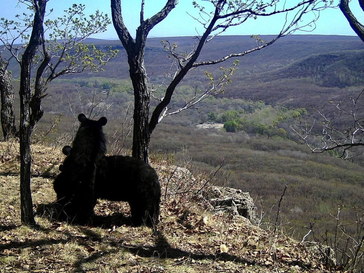     Источник: @amurleo_land