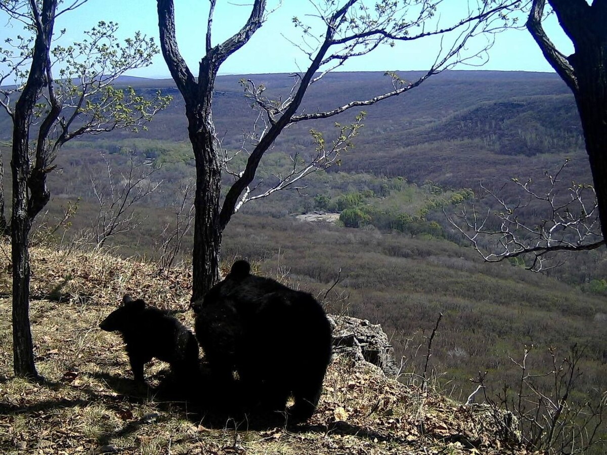     Источник: @amurleo_land