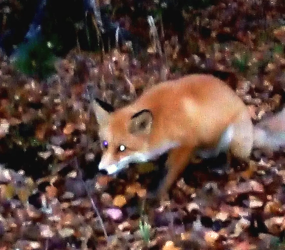 Фото из личного архива автора.