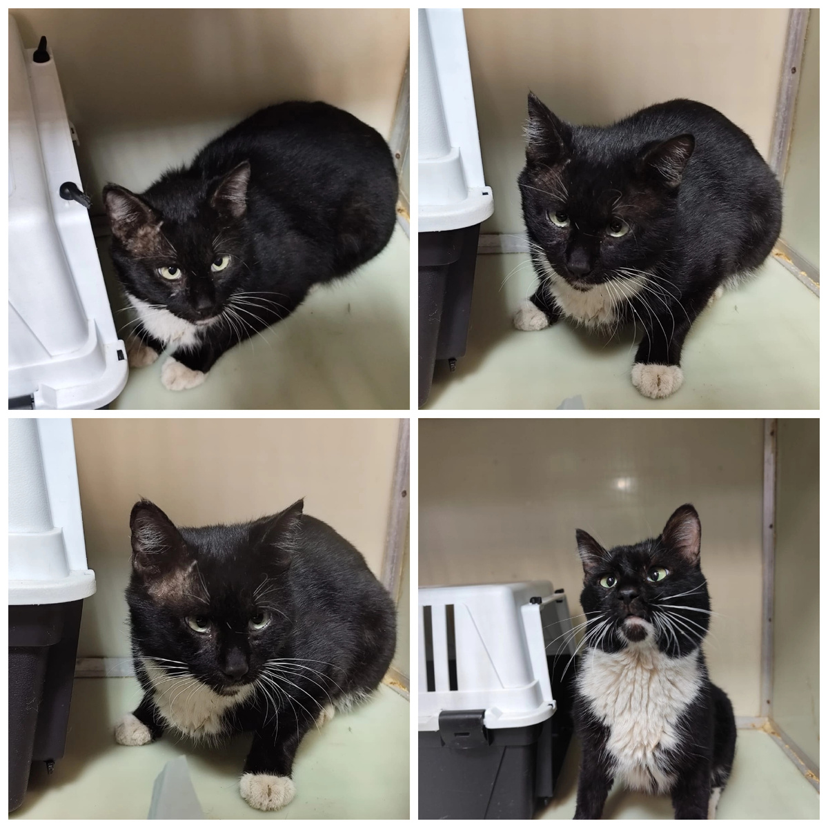 Фостик был найден на улице.