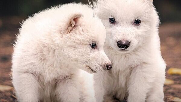    © Photo : Social media page of Colossal Biosciences