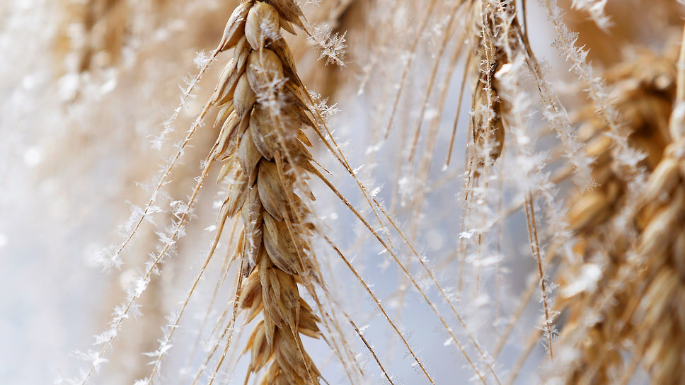 Фото: Алексей Смышляев / Коммерсантъ