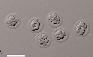 Культивирование in vitro преимплантационных эмбрионов мохноногих хомячков.