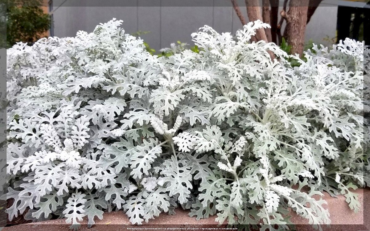 https://vk.com/photo-159774511_457270432. Цинерария Приморская