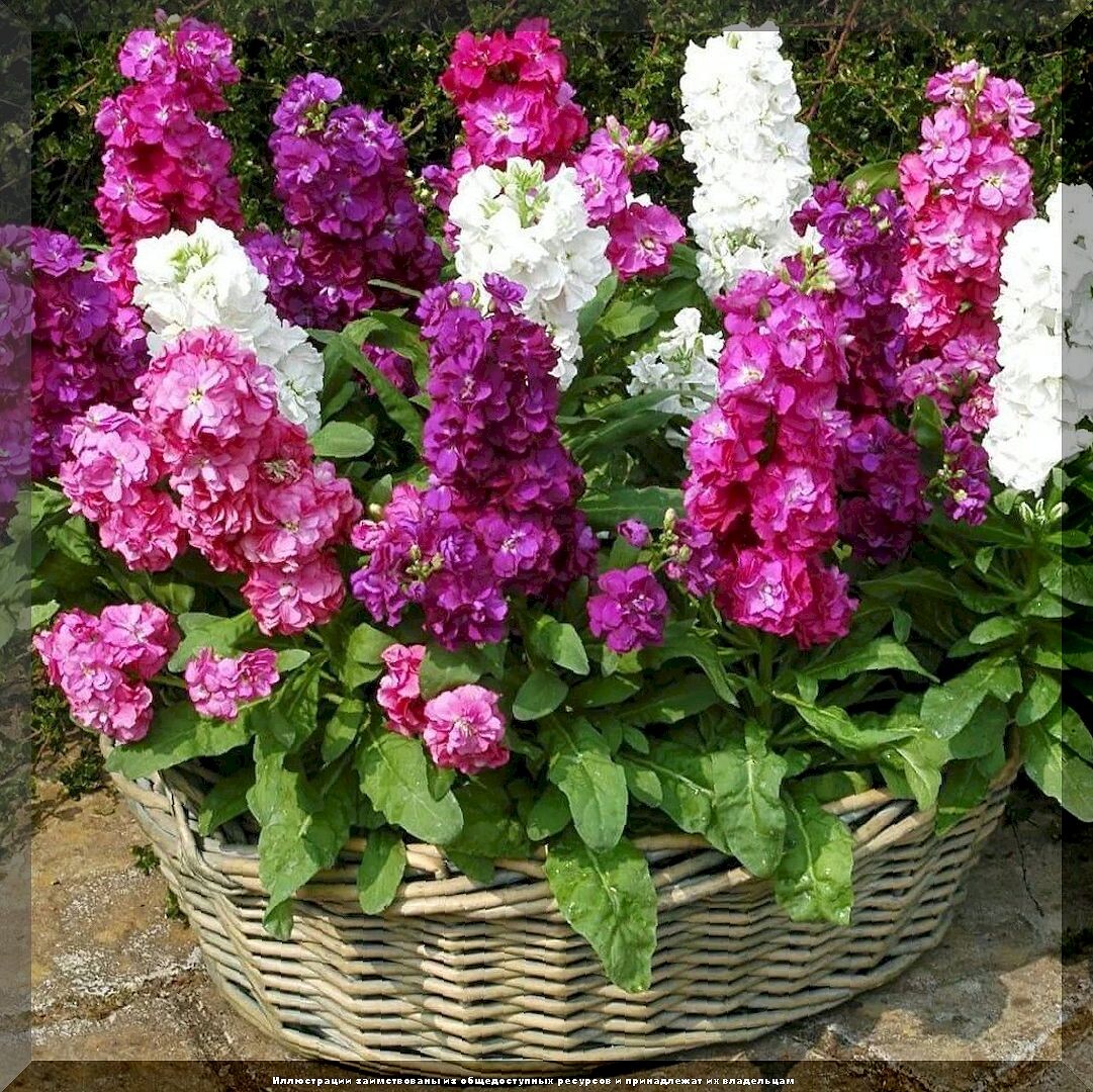 https://vk.com/photo-159774511_457270435. Левкой "Любимый парфюм"