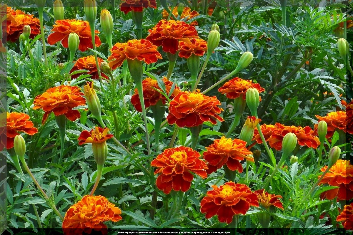 https://vk.com/photo-159774511_457270442. Бархатцы