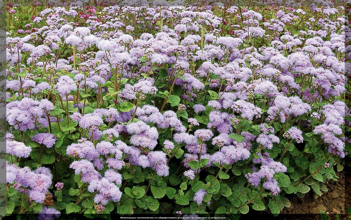https://vk.com/photo-159774511_457270445. Агератум