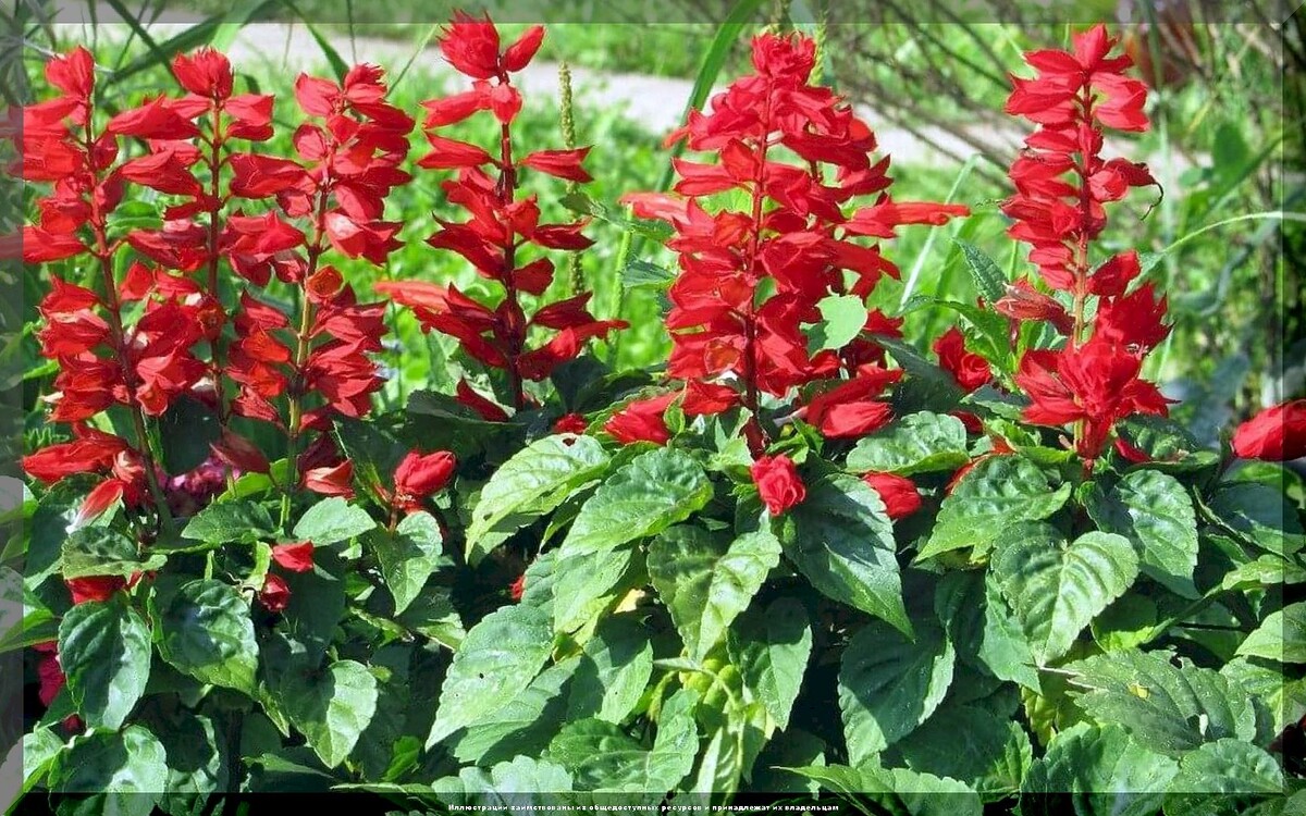 https://vk.com/photo-159774511_457270448. Сальвия