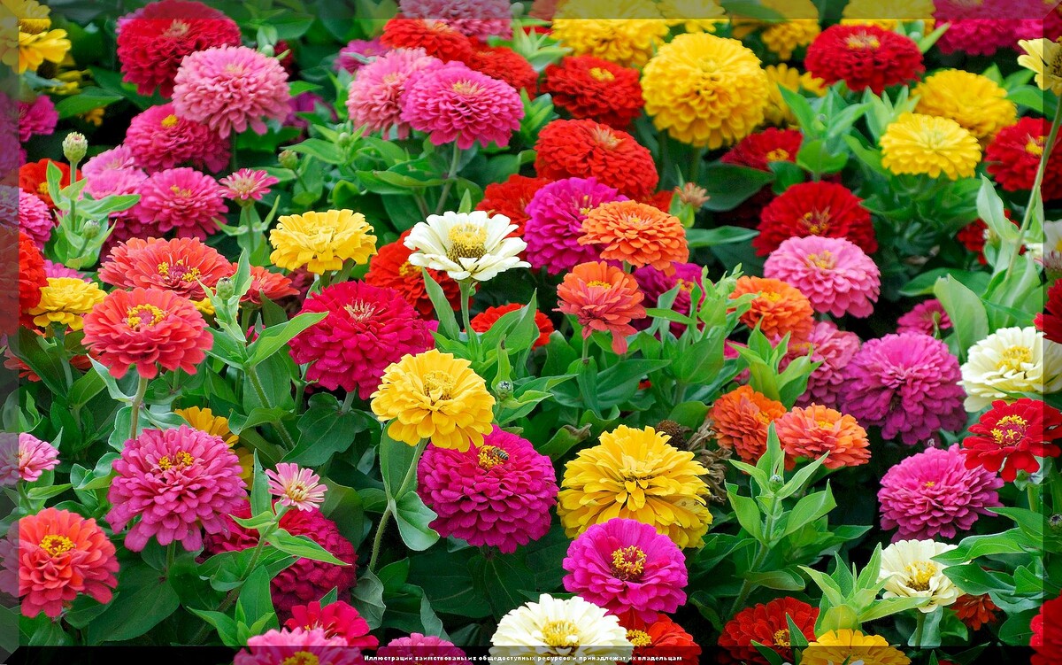 https://vk.com/photo-159774511_457270456. Цинния