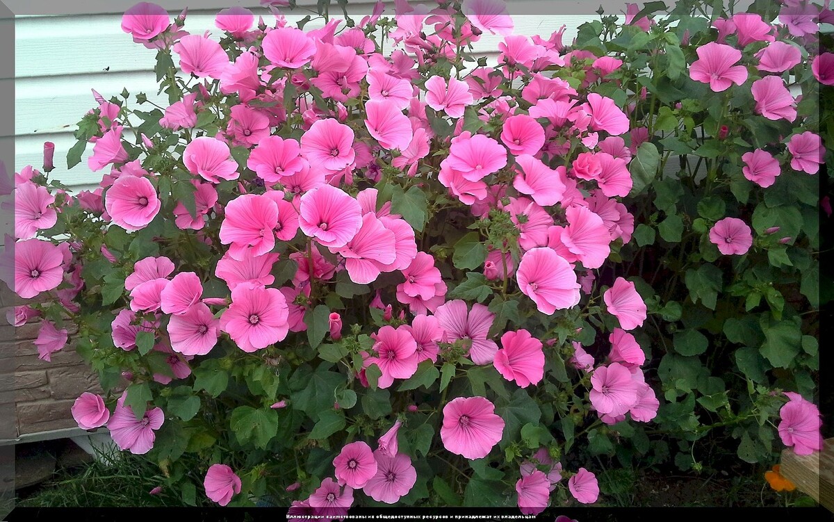 https://vk.com/photo-159774511_457270461. Лаватера ампельная
