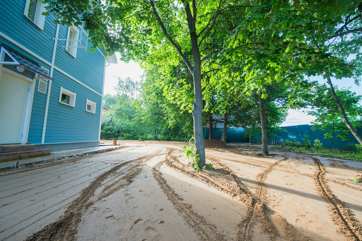 Клен, корни которого были засыпаны.