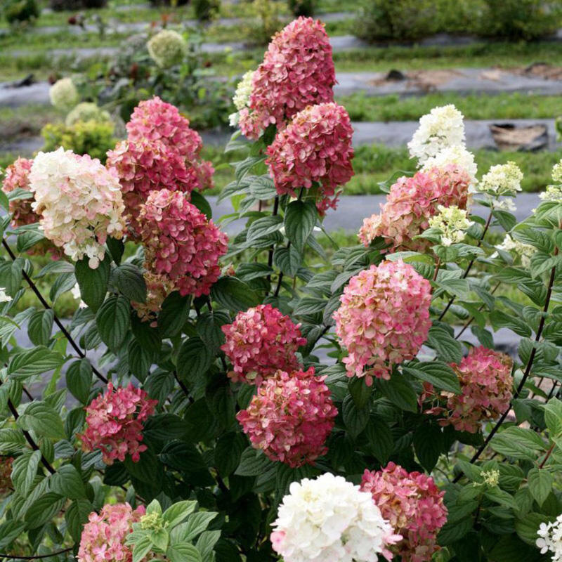 Гортензия метельчатая Magical Candle