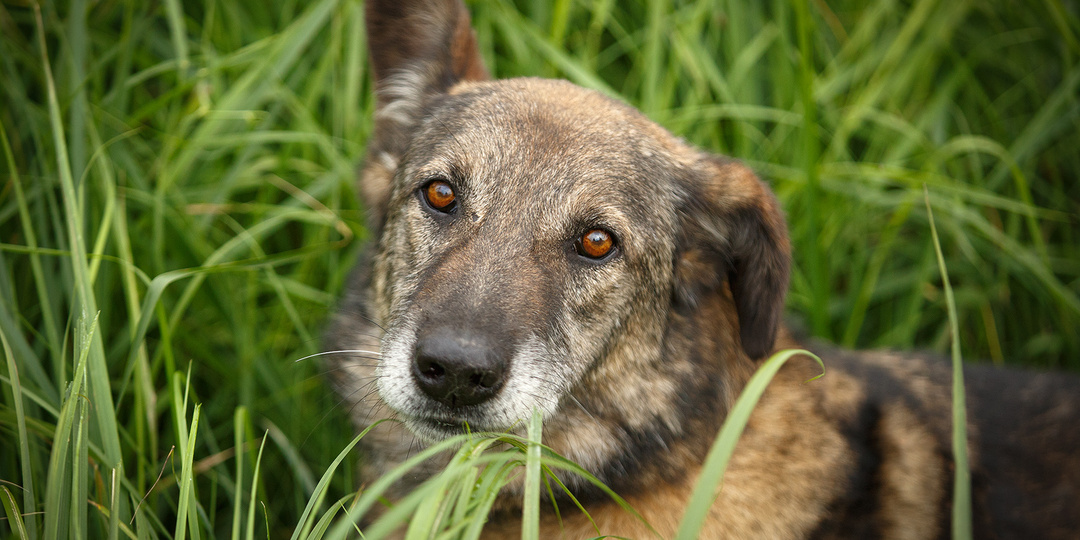 🆘Нашему «Волчонку» очень нужна Ваша помощь 🆘