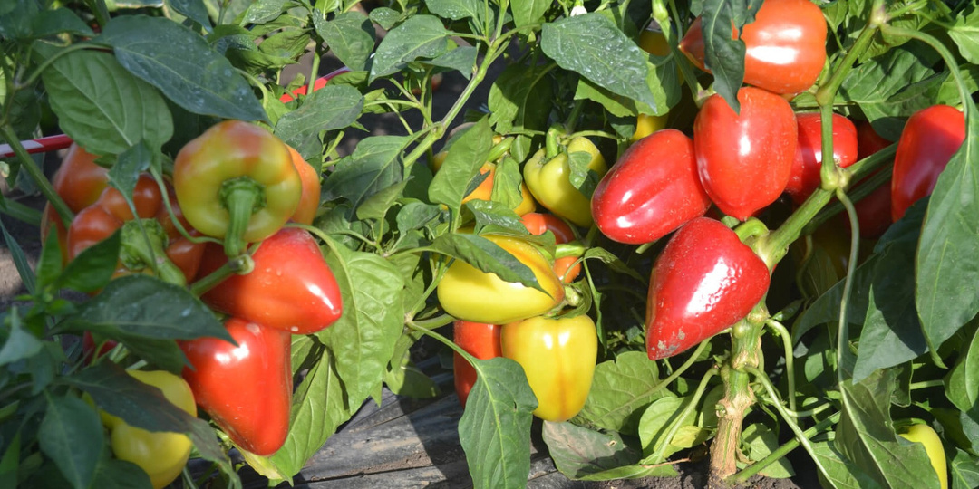 Подкармливаю сладкий перец всего 2 раза за сезон простым составом. Урожай в 3 раза больше прошлогоднего