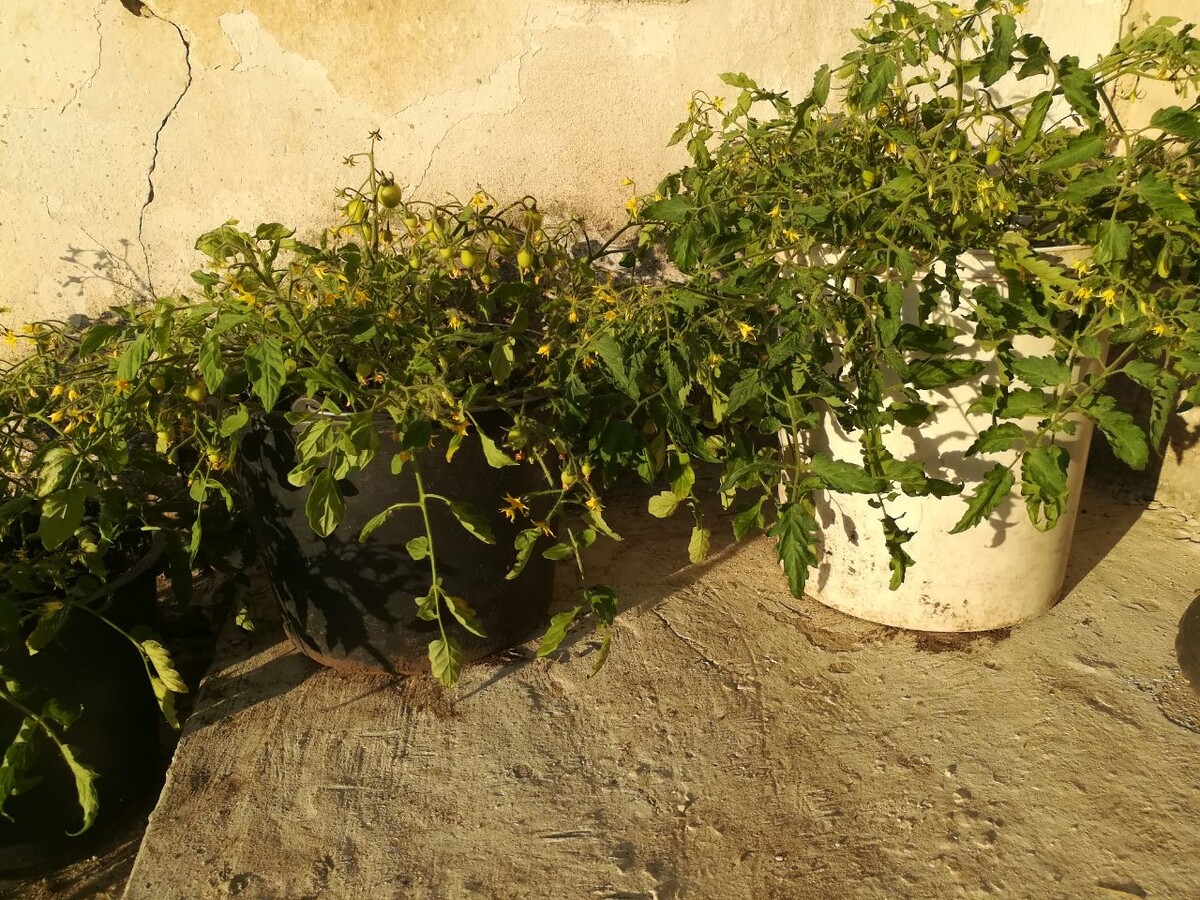 Римская ваза Боргезе