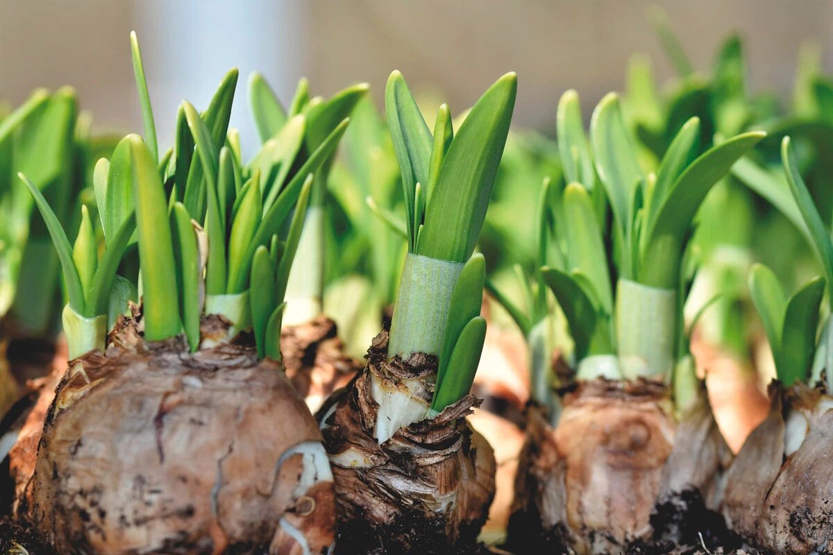    Фото: Ralphs_Fotos / Pixabay.com