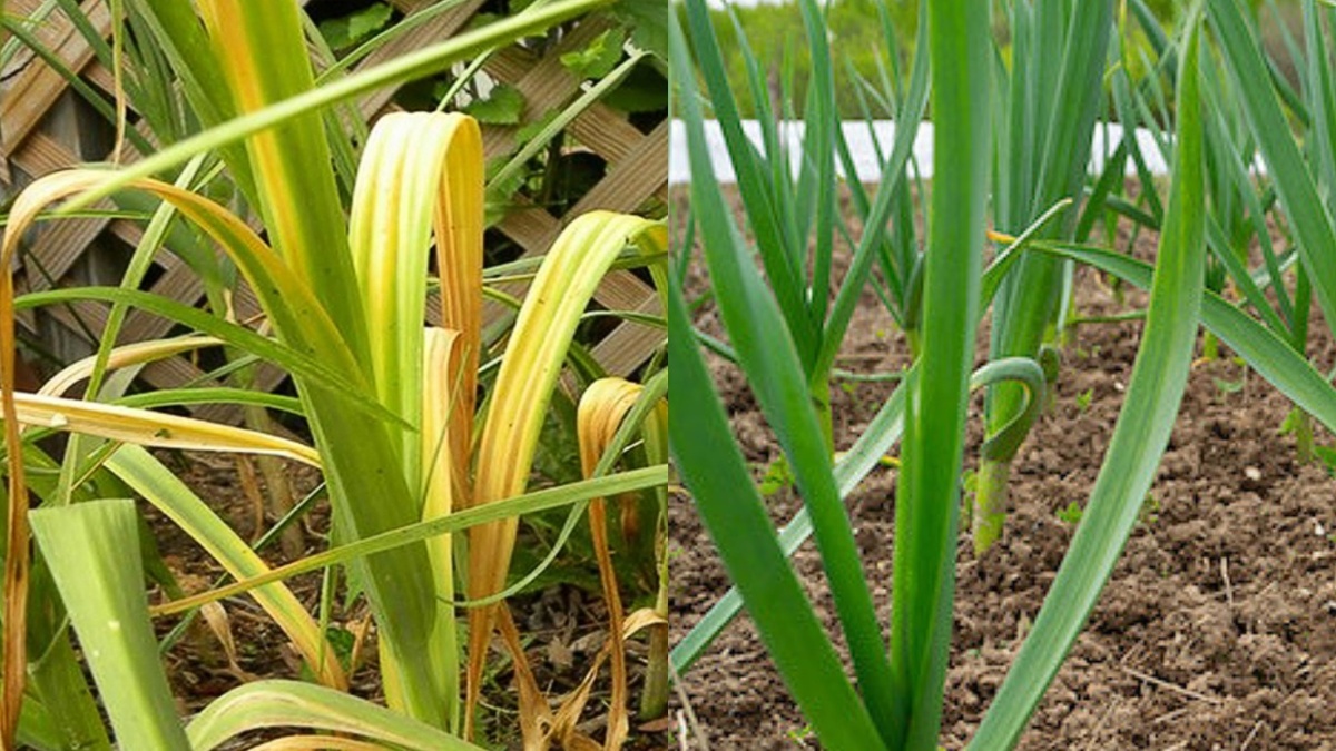 Разница между проблемным и здоровым чесноком заметна с первого взгляда