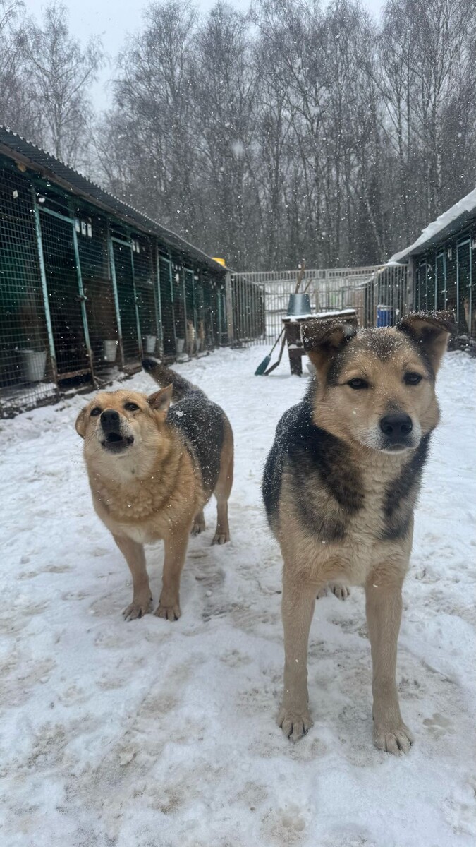 Вот так встречают гостей наши подопечные. Всегда очень ждут и радуются