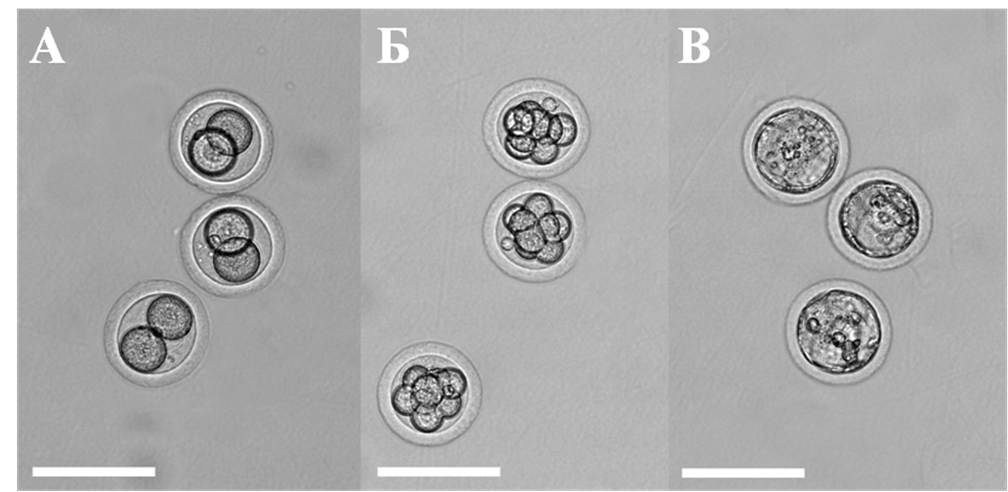 Развитие in vitro интактных 2-х клеточных эмбрионов хомячка Кэмпбелла на среде R1ECM. А – три 2-х клеточных эмбриона после вымывания на 2 день pc; Б – через 24 ч после культивирования in vitro три эмбриона развились до стадии 8-ми клеток; В – через 48 ч после культивирования in vitro три эмбриона развились до стадии бластоцисты. Масштабная полоска = 100 микрон.
