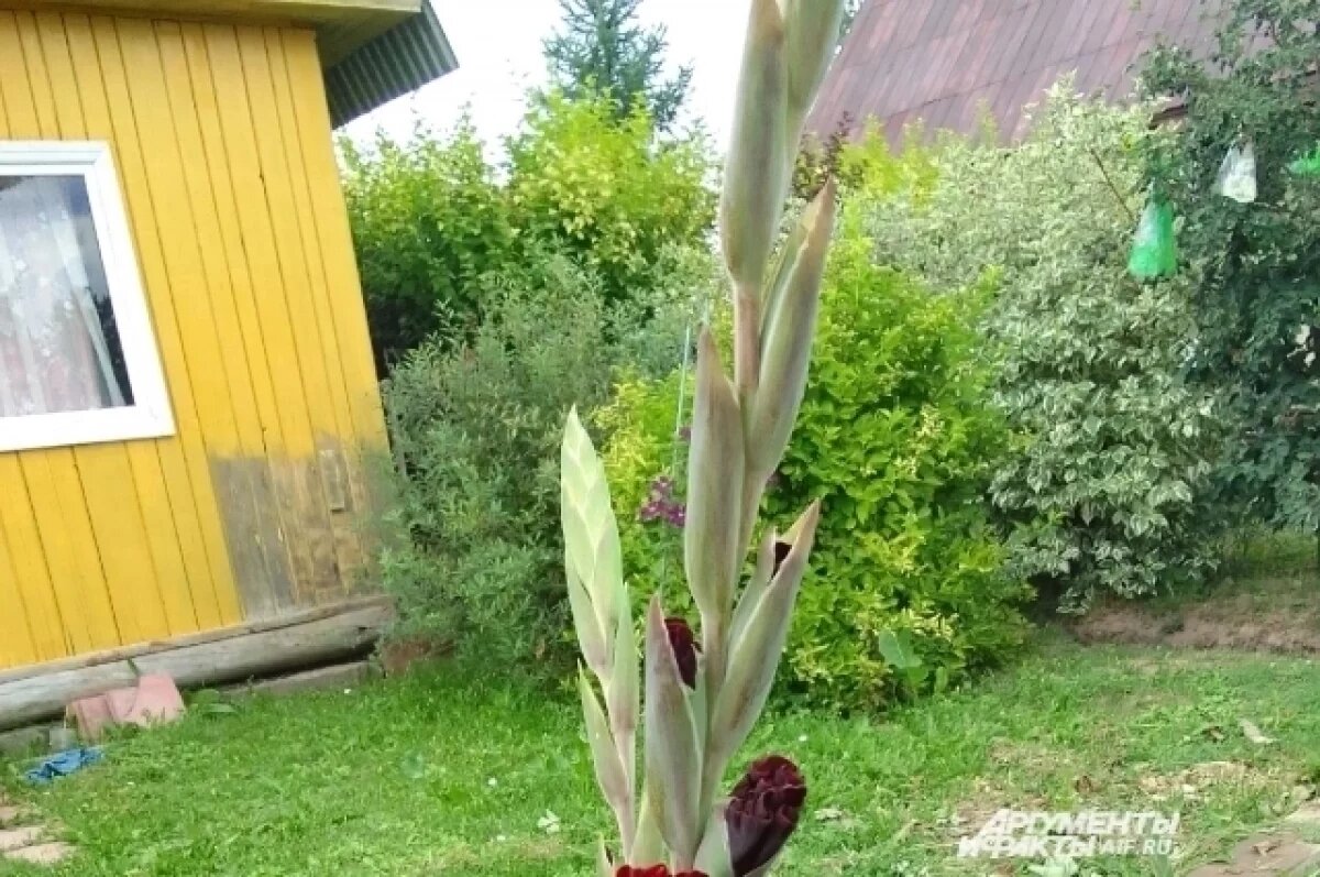   После весны дачу нужно обживать постепенно.