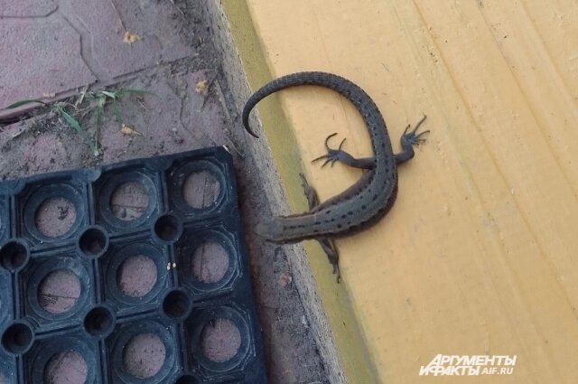    Фото:  АиФ/ Наталья Стерледева Приезжая в первый раз на дачу после зимы нужно подумать о безопасности.