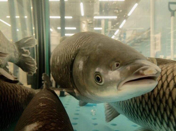     Набережная Музея Мирового океана снова превратится в шумный рынок с вкусными рыбными блюдами. ФОТО: архив МК в Калининграде.