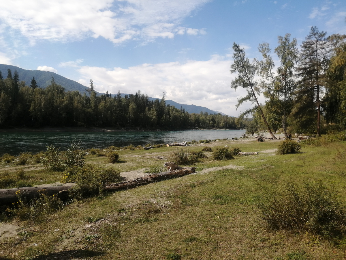 Поляна на катуни