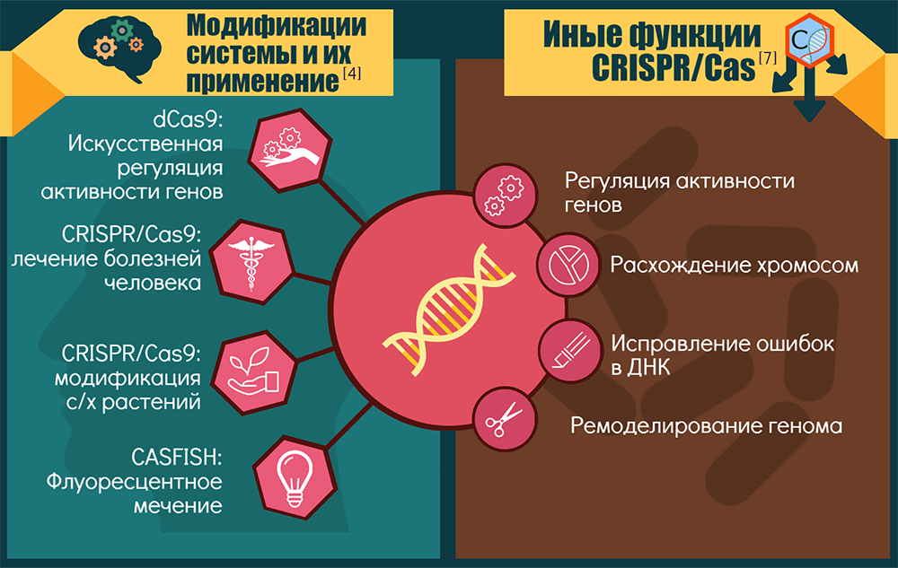 CRISPR-Cas9