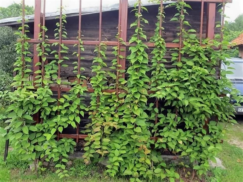 Лучше всего приобретать саженцы 2-3 летнего возраста