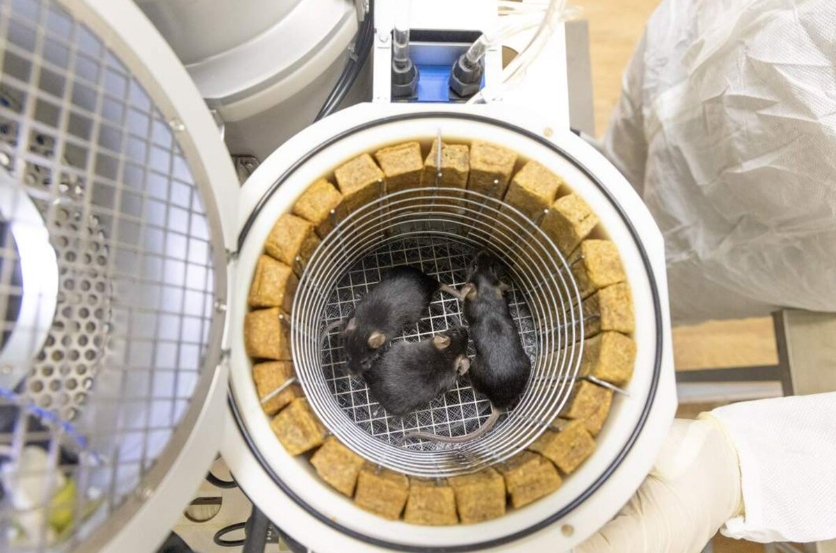 Фото: пресс-служба ИМБП РАН  📷
