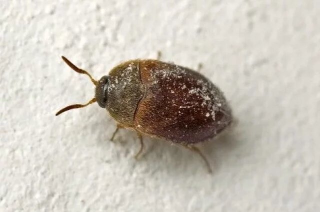    Грозит ли югу России нашествие капрового жука, пожирающего зерно и картон?