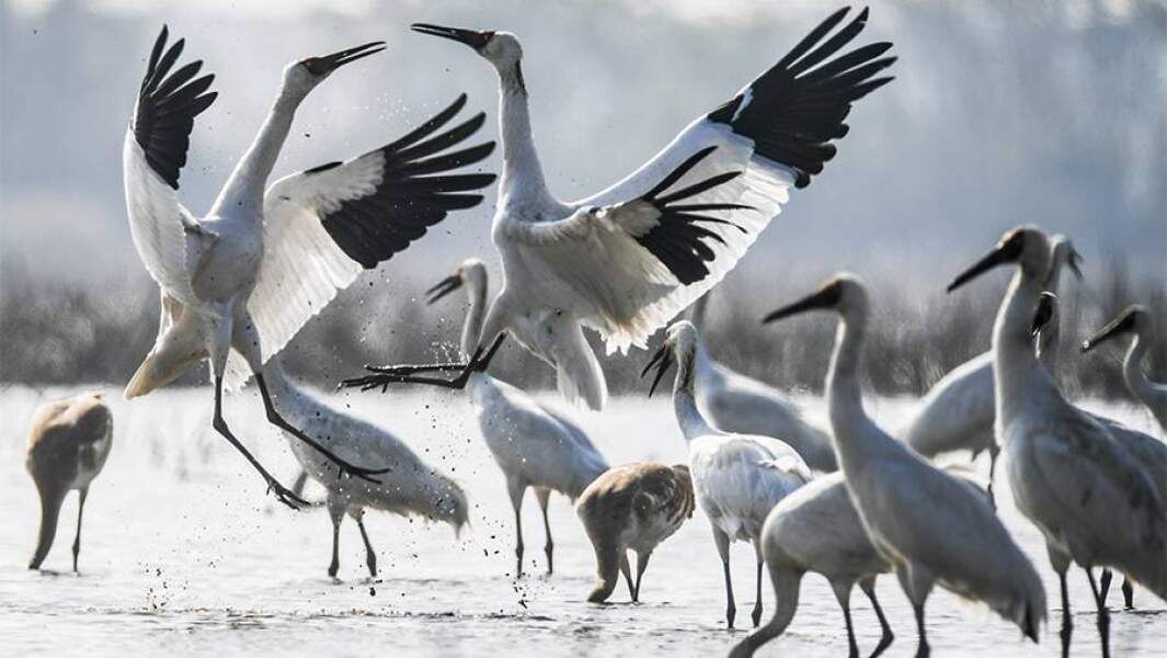 Стерхи прилетели.