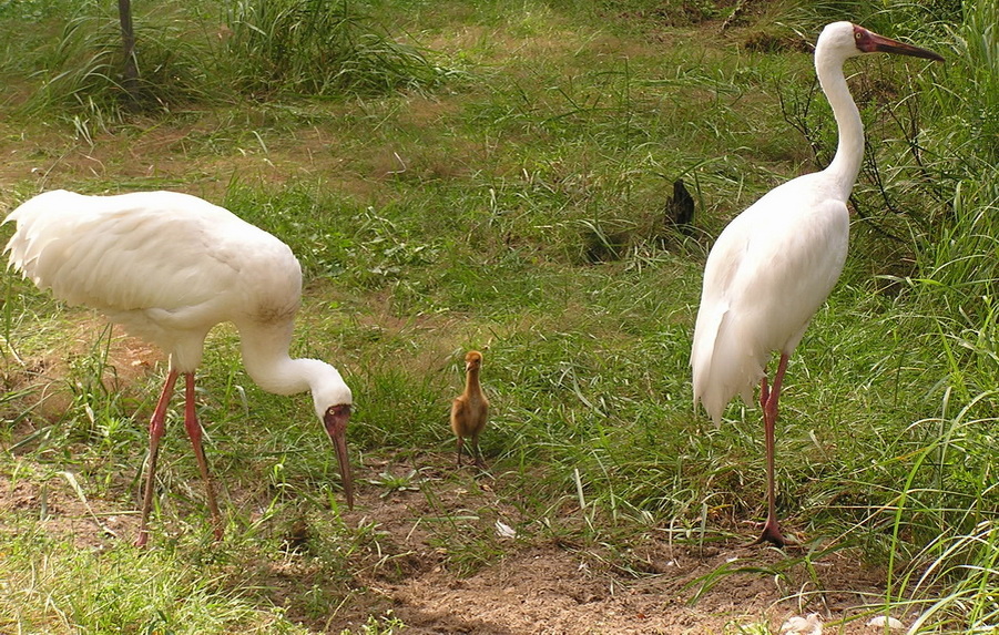 Вот такой он, детеныш стерхов.                                                
