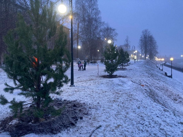    В Нововятске на набережной высадили сосны