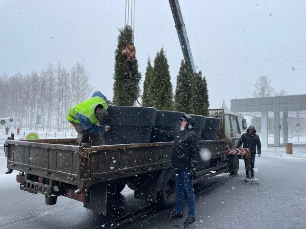    В Нововятске на набережной высадили сосны