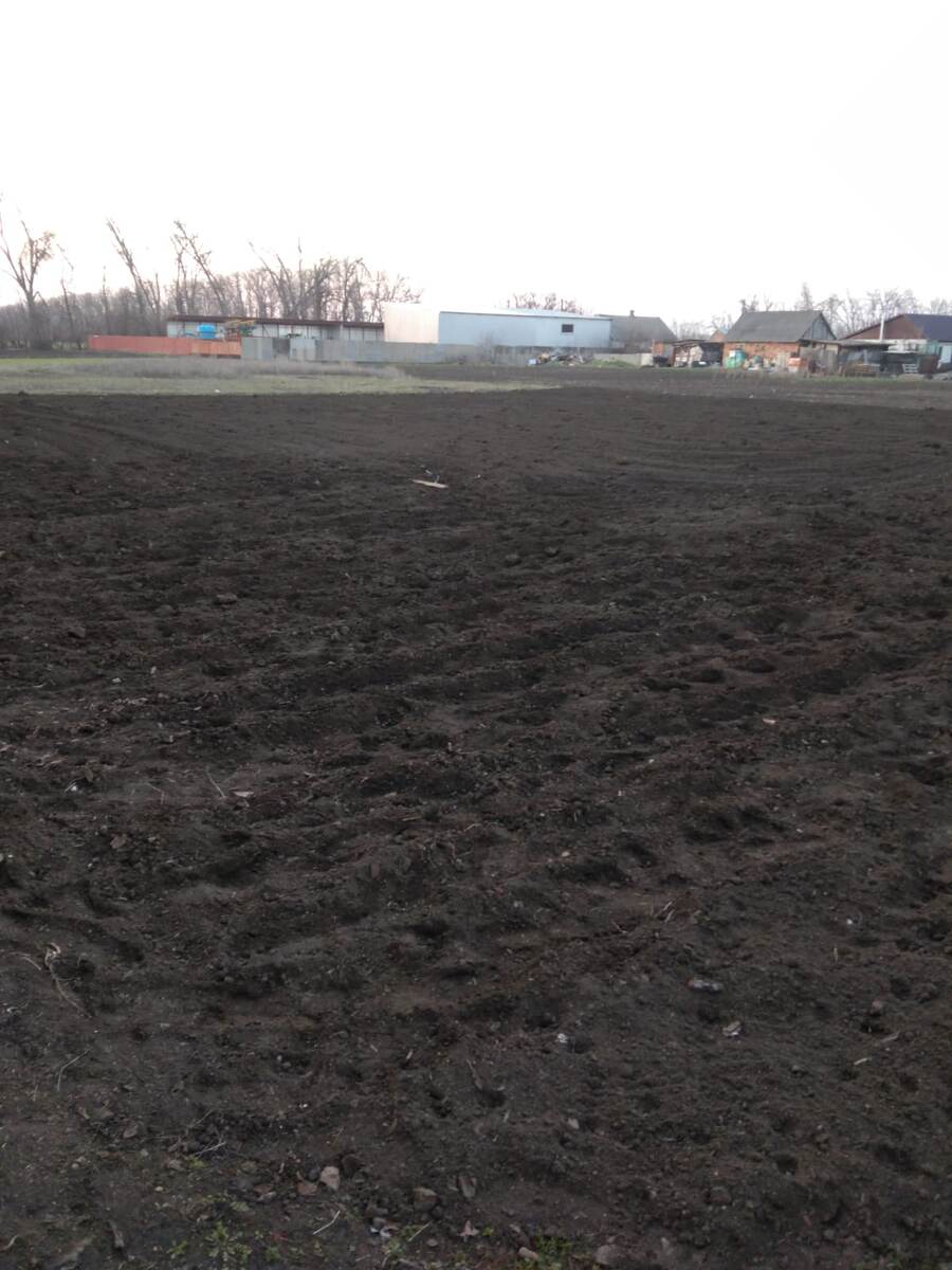 Посеяла томаты. Прямо семенами в открытый грунт. В прошлом году опробовала. Взошли и плодоносили.